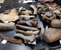 De IJstijd-zoogdieren van Nieuwdonk: van privéverzameling tot beschermd paleontologisch erfgoed